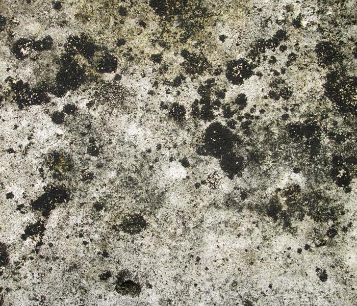 close up of mold on a surface