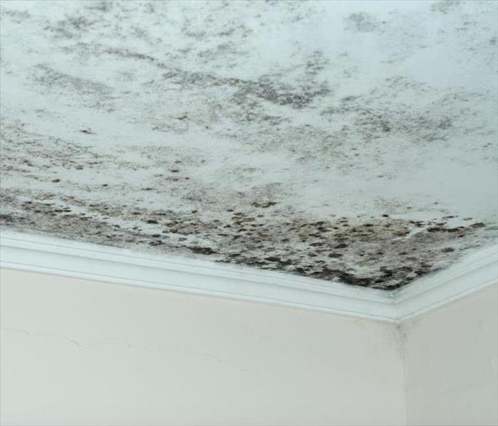 mold damage on a white ceiling