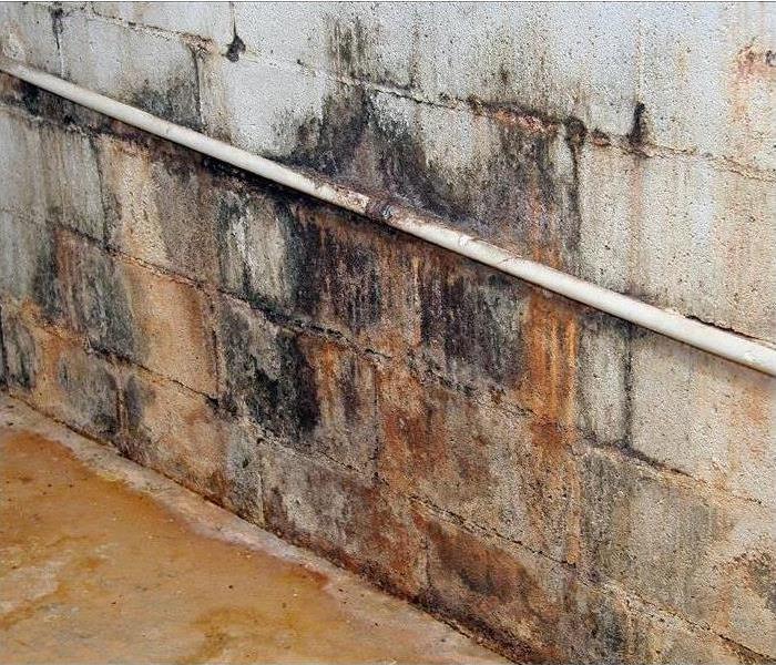 Mold growth on cinder block wall