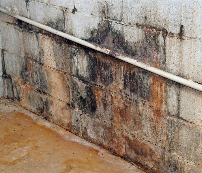 mold damage covering a concrete block wall