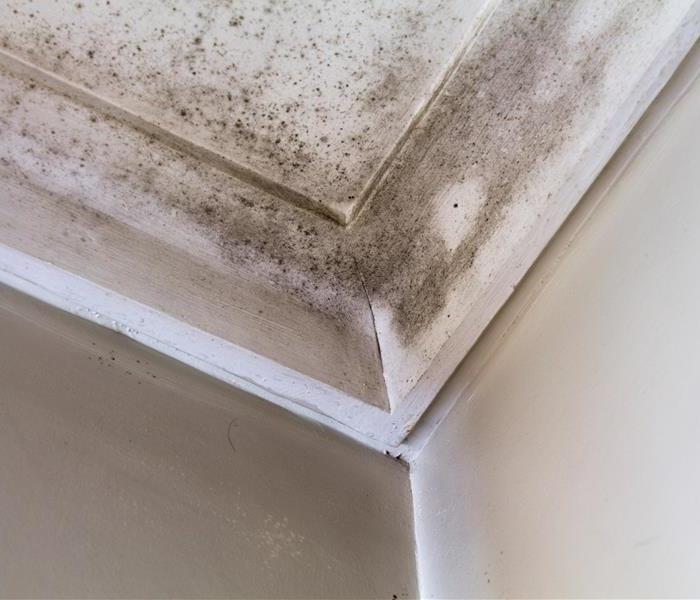 mold damage on white trim and ceiling