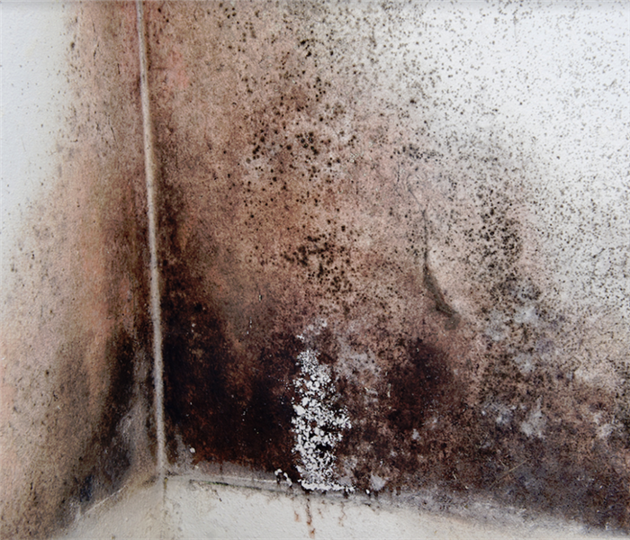 mold growing on the wall of a room in the corner
