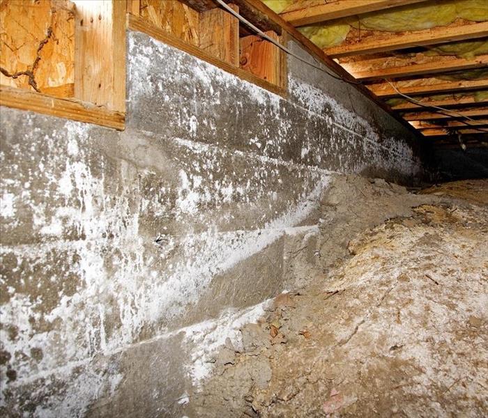 mold damage covering a concrete block wall